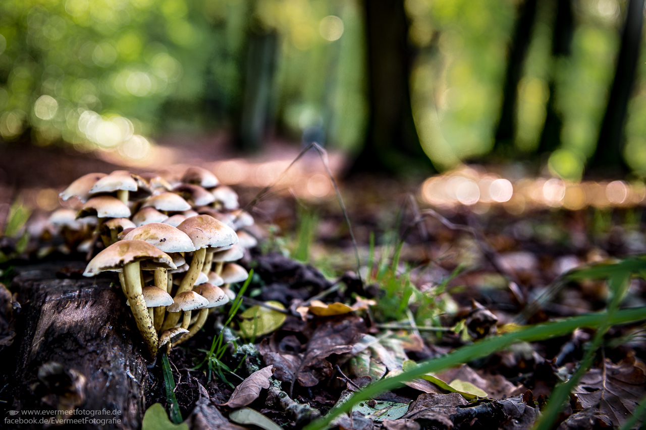 Bearbeitung und Pilze